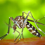 aedes-tigre